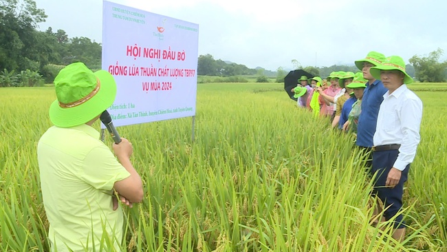 Hội nghị đầu bờ mô hình trình diễn giống lúa thuần TBR97- Ảnh 2.