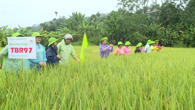 Hội nghị đầu bờ mô hình trình diễn giống lúa thuần TBR97- Ảnh 3.