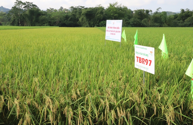 Trồng thử nghiệm giống lúa thuần TBR97 cho năng suất 80 tạ/1ha, nông dân ở một xã ở Hà Giang vui mừng đón nhận - Ảnh 3.