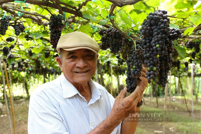 Nông dân trồng nho ở Ninh Thuận mong muốn Chính Phủ “giúp” nông dân phát triển du lịch nông nghiệp - Ảnh 3.