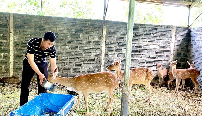 Xây dựng mô hình mới để làm giàu từ đồng vốn quỹ - Ảnh 1.