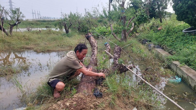 Hải Phòng triển khai chính sách hỗ trợ sản xuất nông nghiệp cho người dân bị thiệt hại do cơn bão số 3 Yagi- Ảnh 3.