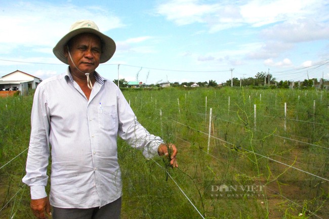 Có Hợp tác xã này "đỡ đầu", nông dân vùng trồng măng tây xanh lớn nhất Ninh Thuận khá lên trông thấy - Ảnh 7.