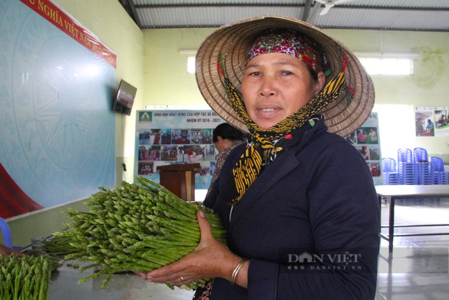 Có Hợp tác xã này "đỡ đầu", nông dân vùng trồng măng tây xanh lớn nhất Ninh Thuận khá lên trông thấy - Ảnh 5.