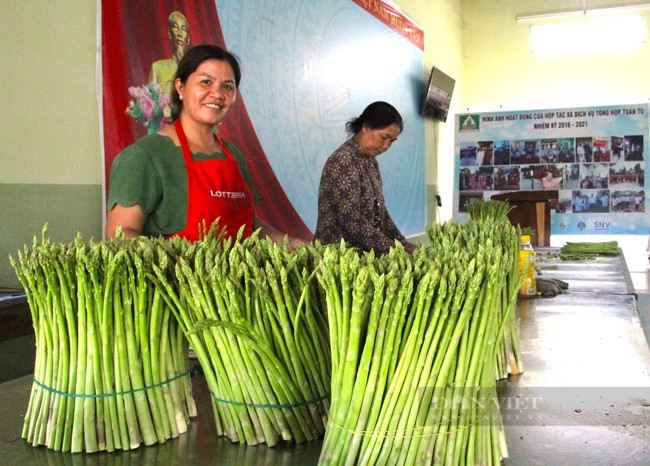 Tham gia kinh tế Hợp tác xã, nông dân Ninh Thuận không còn lo được mùa mất giá- Ảnh 2.