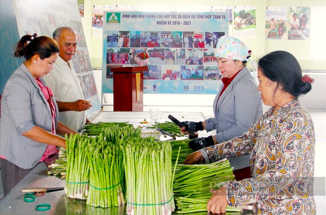 Tham gia kinh tế Hợp tác xã, nông dân Ninh Thuận không còn lo được mùa mất giá- Ảnh 1.