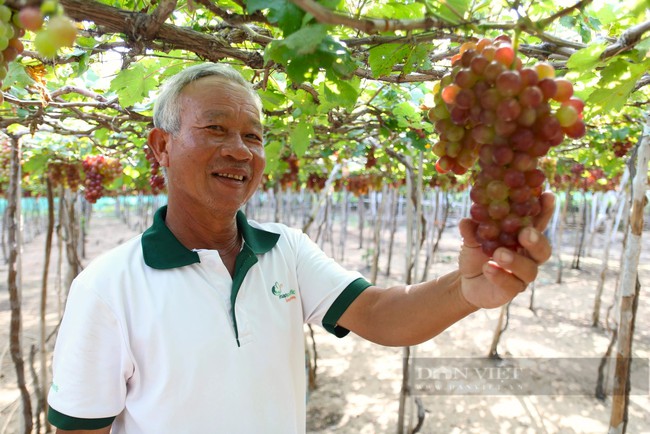 Tham gia kinh tế Hợp tác xã, nông dân Ninh Thuận không còn lo được mùa mất giá- Ảnh 6.