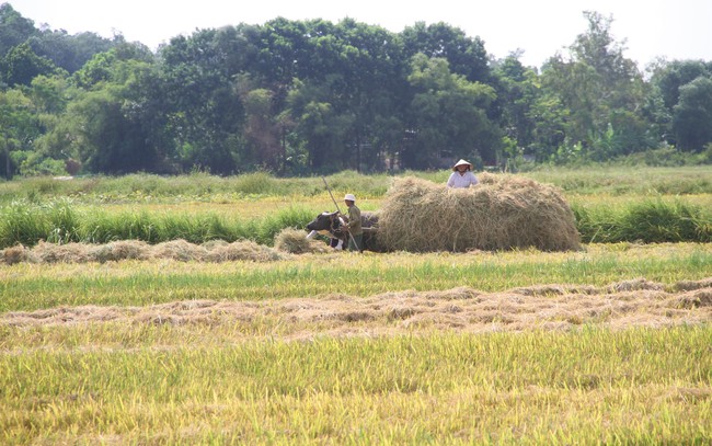 Nghệ An: Công an, cảnh sát, thanh niên xuống đồng giúp dân thu hoạch lúa hè thu "chạy" siêu bão- Ảnh 5.