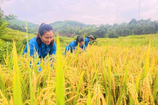 Nghệ An: Công an, cảnh sát, thanh niên xuống đồng giúp dân thu hoạch lúa hè thu "chạy" siêu bão- Ảnh 4.