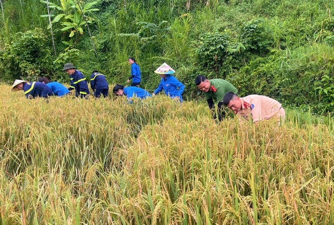 Nghệ An: Công an, cảnh sát, thanh niên xuống đồng giúp dân thu hoạch lúa hè thu "chạy" siêu bão- Ảnh 1.