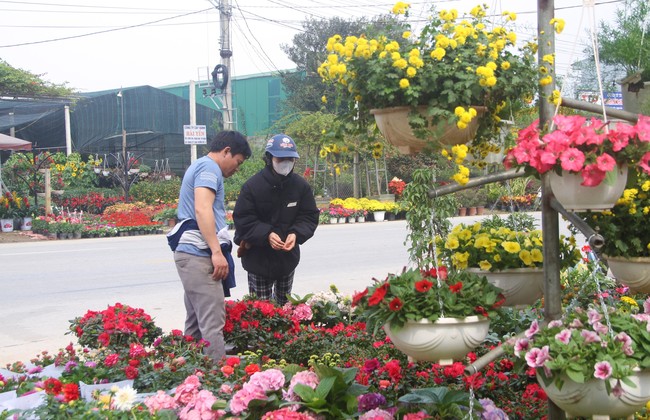 Làng hoa nổi tiếng ở Nghệ An trang hoàng rực rỡ, quốc lộ thành con đường hoa lung linh như cảnh trong phim - Ảnh 1.