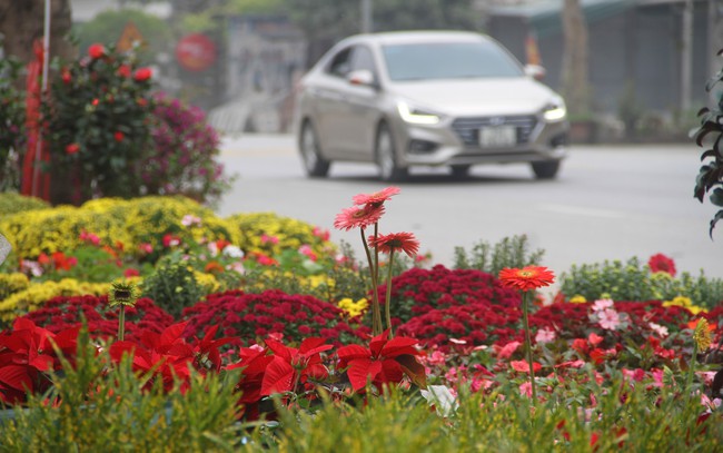 Làng hoa nổi tiếng ở Nghệ An trang hoàng rực rỡ, quốc lộ thành con đường hoa lung linh như cảnh trong phim - Ảnh 7.