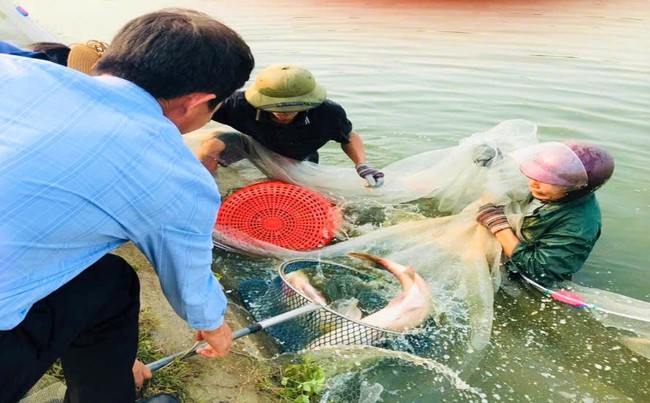 Nuôi loài cá ăn tạp, con nào cũng to bự, dân nơi này nói có từng nào thương lái cũng "khuân sạch" - Ảnh 5.