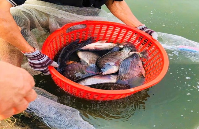 Nuôi loài cá ăn tạp, con nào cũng to bự, dân nơi này nói có từng nào thương lái cũng "khuân sạch" - Ảnh 2.