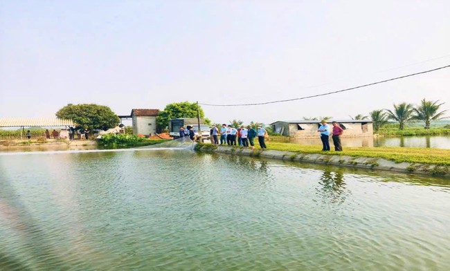 Nuôi loài cá ăn tạp, con nào cũng to bự, dân nơi này nói có từng nào thương lái cũng "khuân sạch" - Ảnh 1.