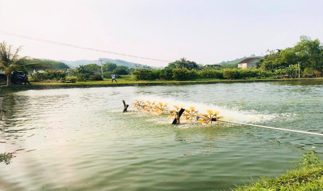 Nuôi loài cá ăn tạp, con nào cũng to bự, dân nơi này nói có từng nào thương lái cũng "khuân sạch" - Ảnh 3.