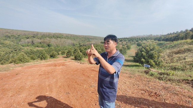 Từ vùng đất cao su cằn cỗi, xuất hiện vườn sầu riêng 55ha công nghệ cao, đầu tư hiện đại nhất Bình Phước- Ảnh 3.