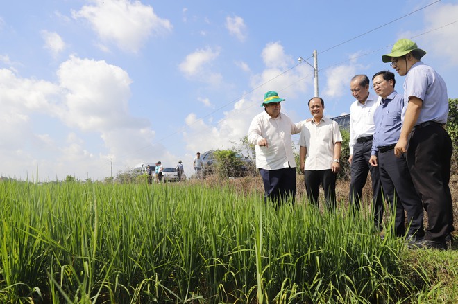 Lãnh đạo Hội Tiểu Nông Cuba ra tận cánh đồng bắt tay nông dân Việt Nam và bày tỏ thán phục- Ảnh 5.