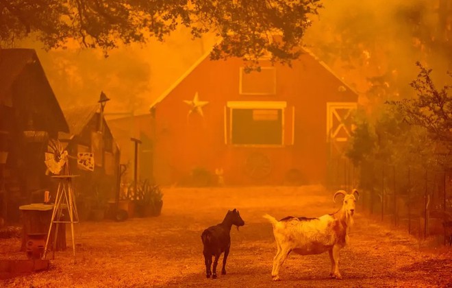 Cháy rừng đỏ rực tại Mỹ, hàng chục nghìn người phải sơ tán, nhà cửa và xe cộ cháy rụi- Ảnh 7.