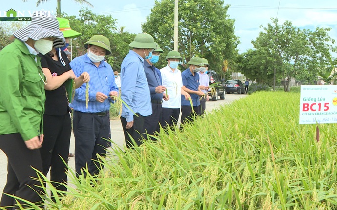 Trồng khảo nghiệm giống lúa BC15 mới có gen kháng bệnh đạo ôn 