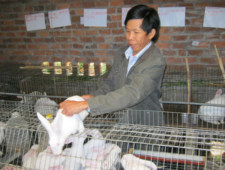 Tốn 2 giờngày lãi 5 triệu đồngtháng từ nuôi thỏ