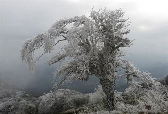 Băng tuyết phủ trắng những ngọn đồi tại vùng núi Phia Oắc - Phia Đén (huyện Nguyên Bình, tỉnh Cao Bằng),