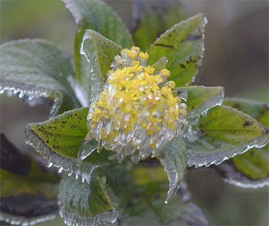 Một chùm hoa rừng bọc trong băng, đẹp đến nao lòng.