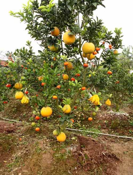 Sau nhiều năm làm thử nghiệm, người nông dân này đã ghép thành công 5 loại quả trên cùng một cây và đã bắt đầu cho ra thị trường tiêu thụ.