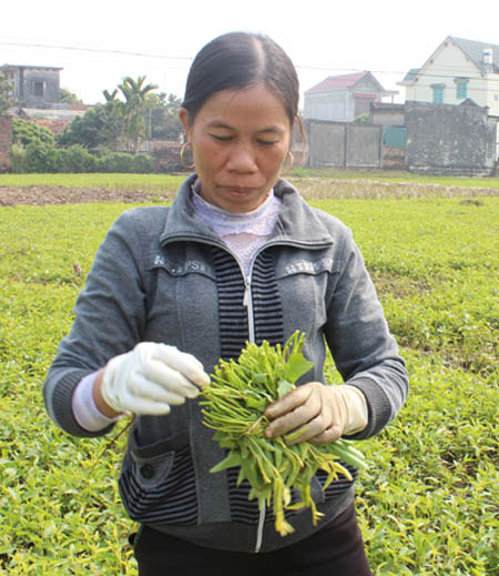 Rau muống tiến vua là một trong những đặc sản của xứ Đoài xưa. Ảnh: Hoàng Phương.