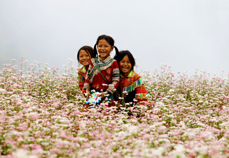 Mùa hoa tam giác mạch ở Hà Giang.