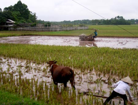 Người Văn Lang mượn tiếng cười để quên đi vất vả, cực nhọc của cuộc sống. 