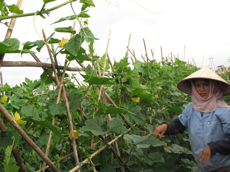 Trong phát triển nông nghiệp, vai trò của người nông dân phải là nòng cốt