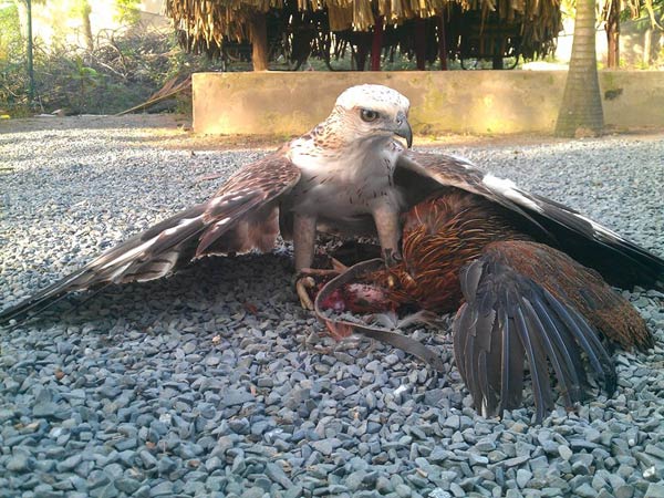 Một chú chim săn mồi bình thường cũng dễ dàng giết chết con gà.