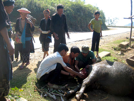 Người dân vùng cao làm thịt gia súc bị chết do giá rét.