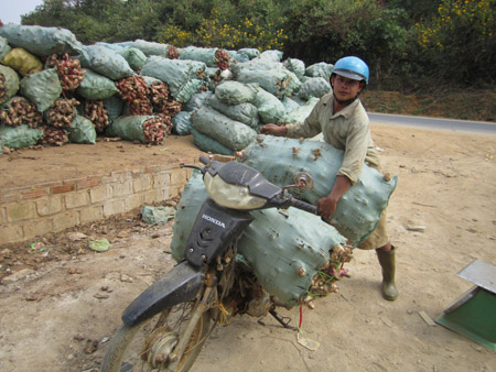 Nông dân thị trấn Mường Chà thu hoạch dong riềng - cây trồng cho hiệu quả kinh tế cao. 