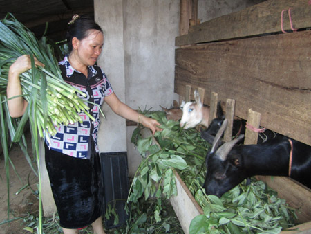 Dù đất sản xuất chật chội, nông dân xã Cò Nòi (Mai Sơn, Sơn La) vẫn chọn  giải pháp chăn nuôi gia súc nhốt chuồng để tăng cao thu nhập.