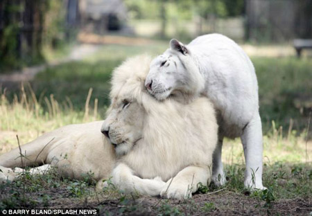 Cha mẹ của những con hổ lai sư tử trắng.