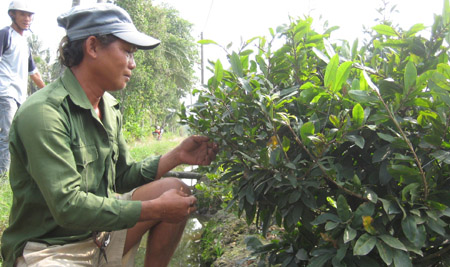 Người trồng mai tại TP.HCM đang lo mất mùa vì diễn biến thời tiết bất thường. 