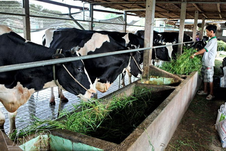 Chăn nuôi bò sữa tại huyện Củ Chi.