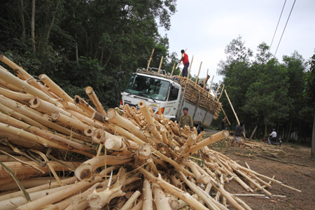 Sau 17 năm “hiến” đất tham gia Chương trình 327, người dân huyện Khánh Vĩnh đã không được hưởng lợi từ giá trị thu hoạch lâm sản.