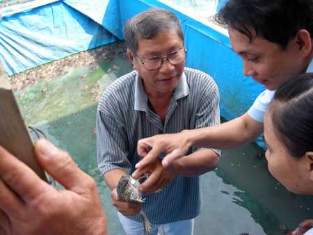 Nuôi ếch, ông Phan Văn Có cho thu nhập trên 100 triệu đồng/năm.