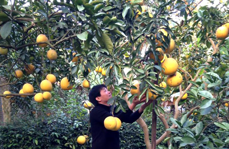  Vườn bưởi trĩu quả tại làng Phú Diễn, Bắc Từ Liêm, Hà Nội.