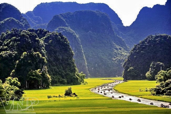 Những đồng lúa chín vàng dọc đường vào khu Tam Cốc-Bích Động. (Ảnh: Đinh Công Hoan/Báo ảnh Việt Nam)