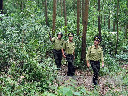 Kiểm lâm tuần tra rừng. (Ảnh minh họa - Nguồn: TTXVN)