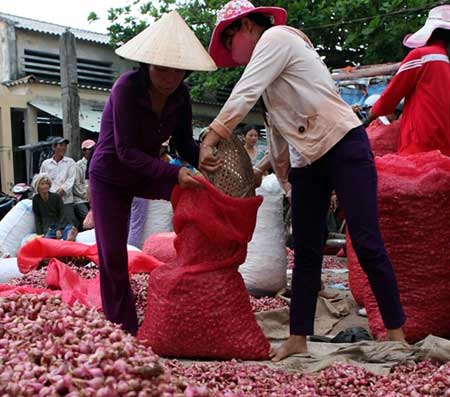 Nông dân xã Tân Điền thu hoạch hành tím bán cho thương lái.