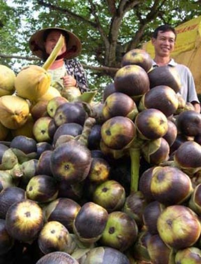 Trái thốt nốt càng già, màu tím càng đậm 