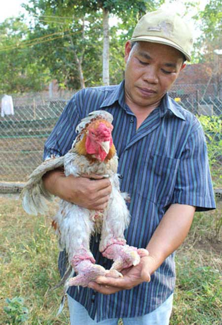 Anh Tuấn và một con gà Đông Tảo.
