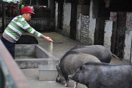 Công nhân đổ cám ngô, lúa cho lợn ăn tại trang trại Erahouse ở Long Biên, Hà Nội