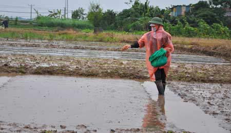 Nông dân xã Phúc Thượng (Phúc Thọ, Hà Nội) gieo mạ chiêm xuân.