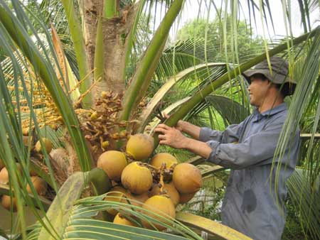 Nhiều nông dân xã Lê Minh Xuân đã chuyển đổi từ trồng lúa sang trồng dừa và mang lại thu nhập cao.